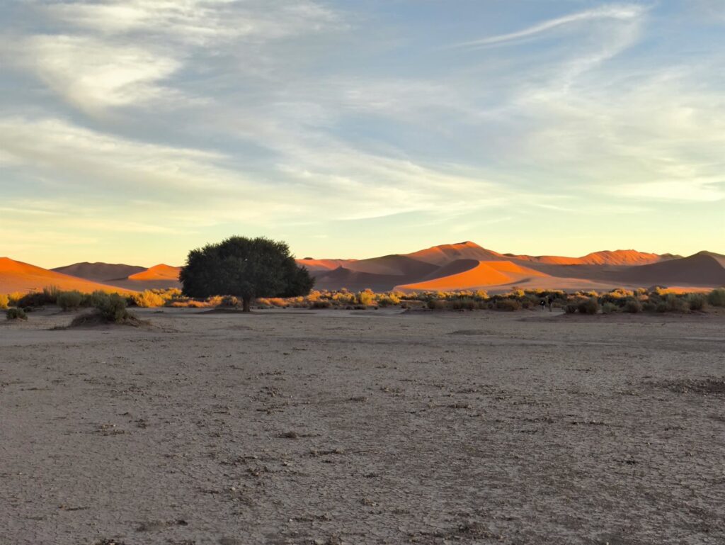 qualche pianta coraggiosa fa da contrappunto alle dune