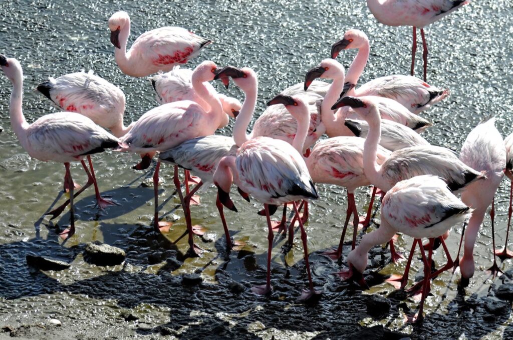 fenicotteri... siamo arrivati a Walvis Bay dove sono una delle attrazioni