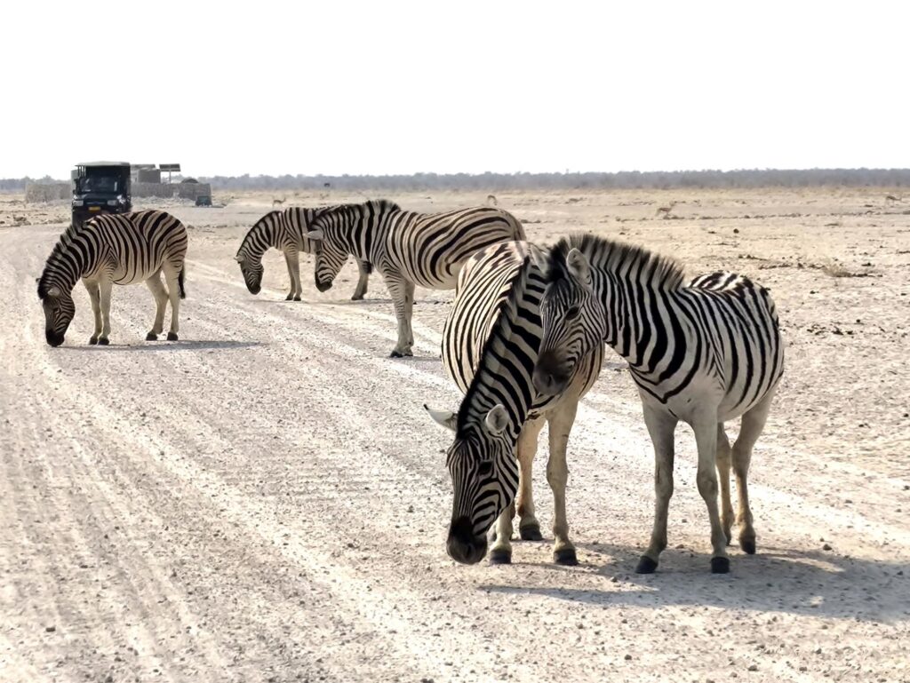 le zebre sono assai belle, e molto pacifiche