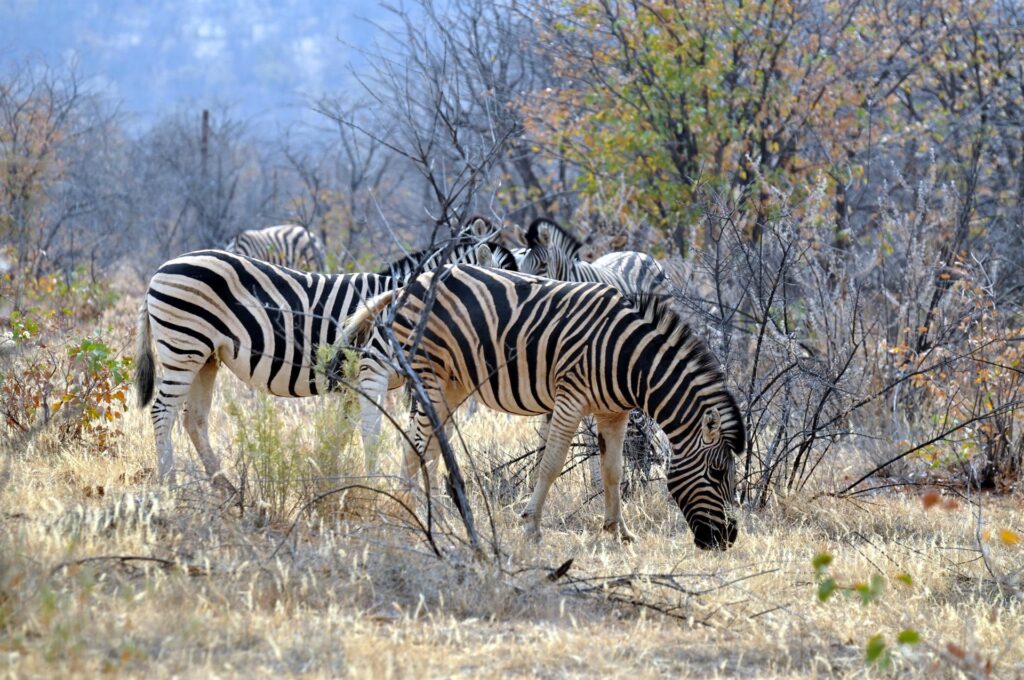 le nostre prime zebre