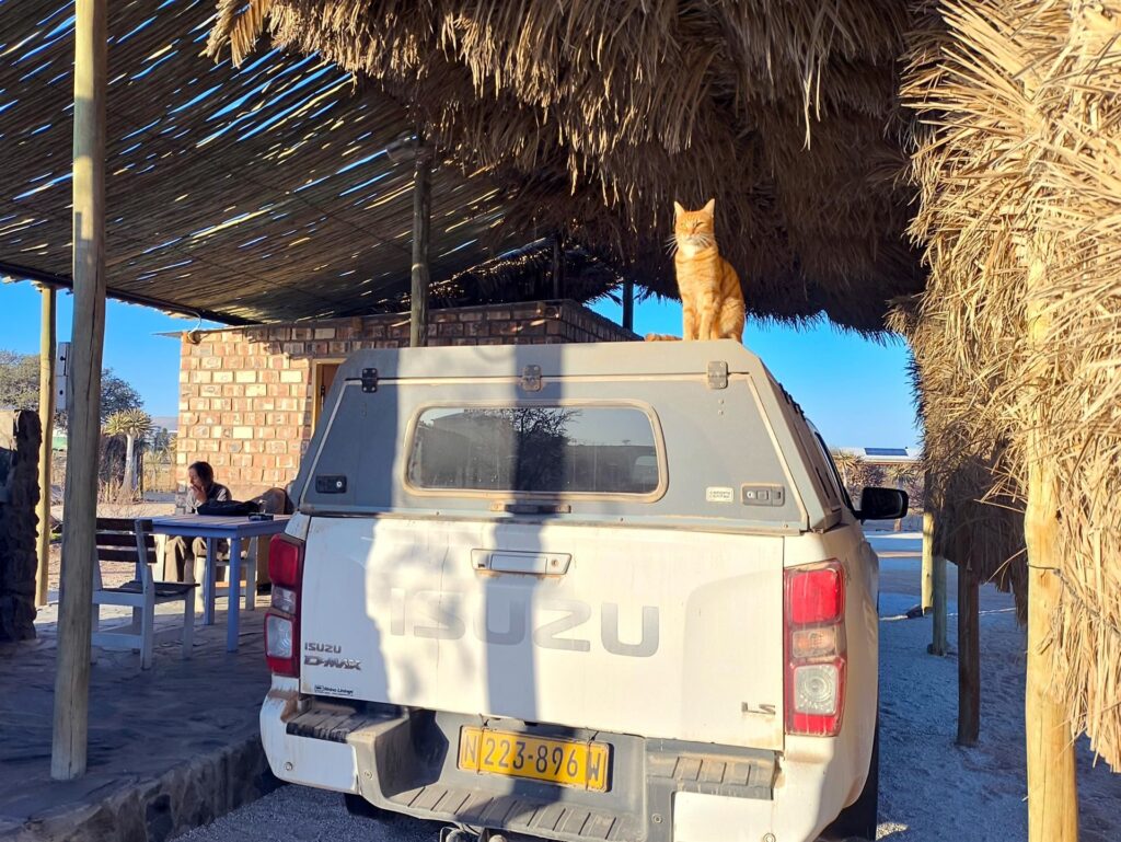 e poi c&#039;è lui, il leoncino del campeggio :)