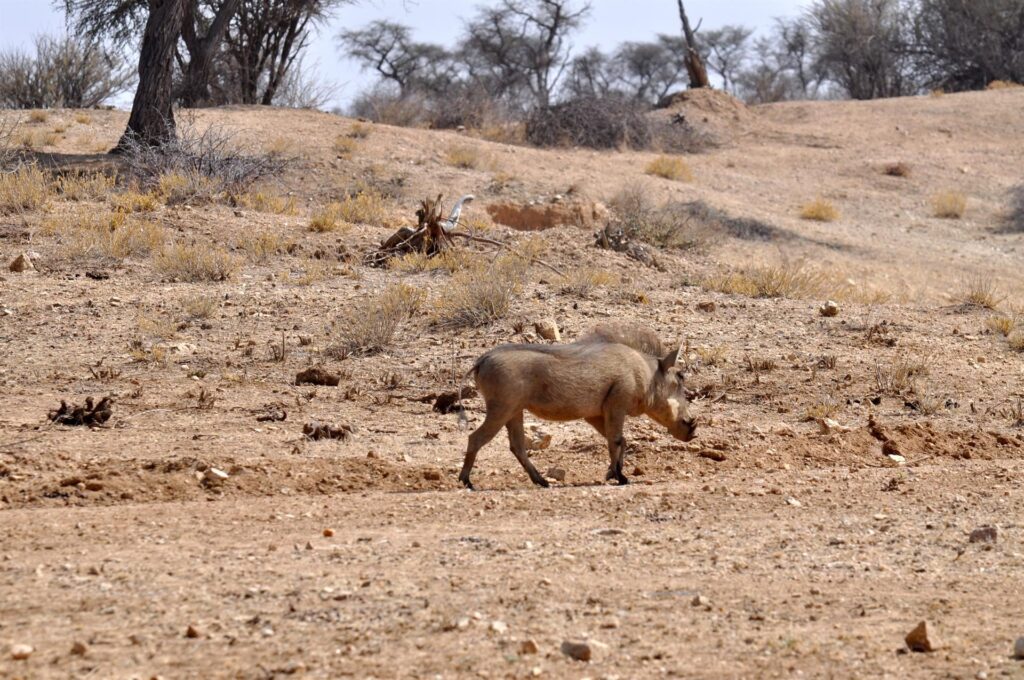 presso AfriCat abbiamo modo di vedere da più vicino anche qualche facocero