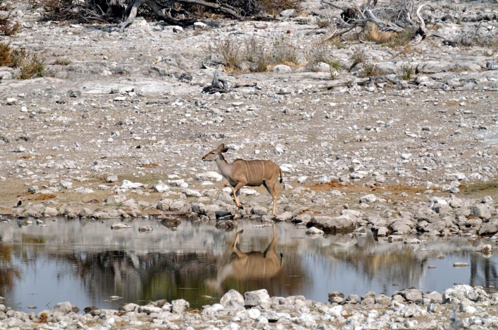 kudu che si specchia nella pozza