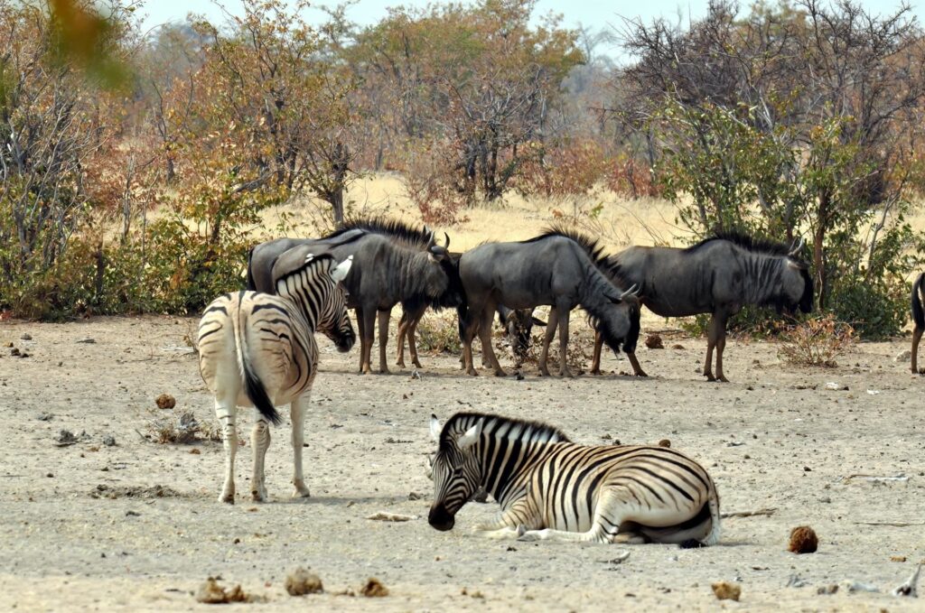 zebre e gnu blu