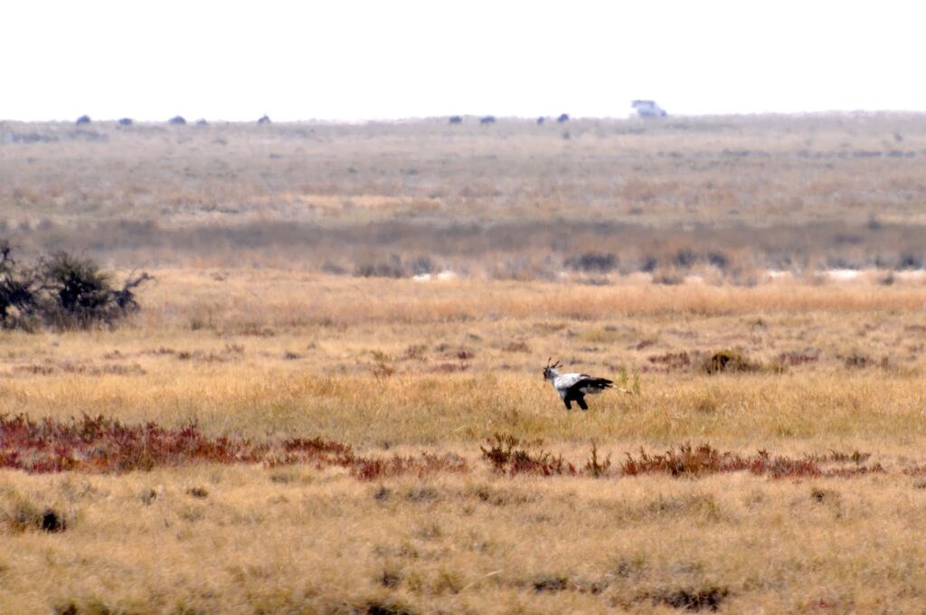 questa è una bestia strana: un serpentario, un rapace piuttosto grosso