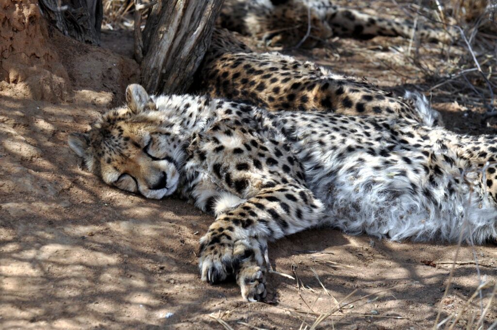 il pelo arruffato del sottopancia: questi animali stanno in basso, non in alto
