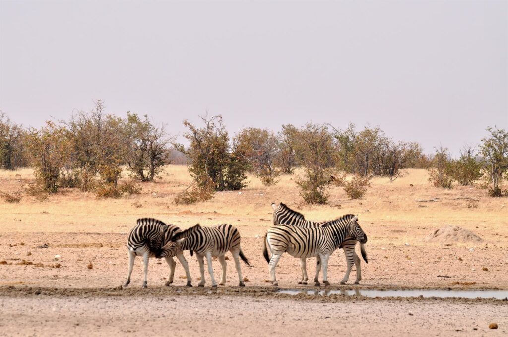 un gruppetto di zebre che gioca nei pressi di una pozza