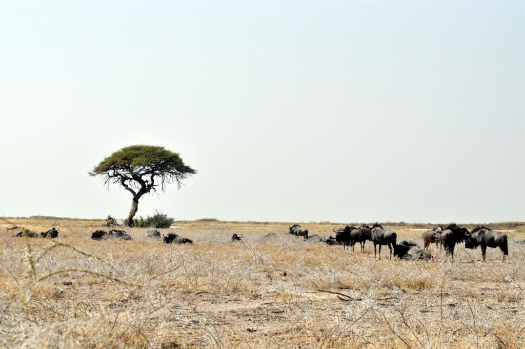 questa zona è colonizzata dagli gnu