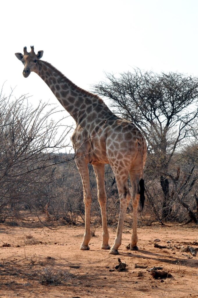 oh guarda chi è venuto a salutarci! Ciao Melman