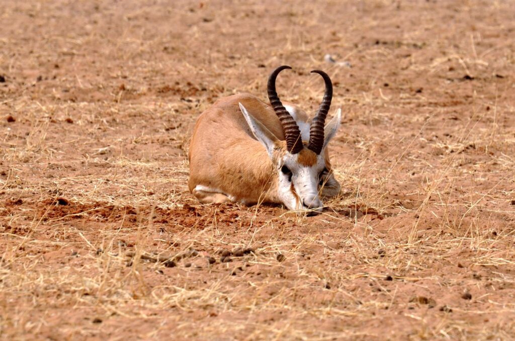 antilope spiaggiata