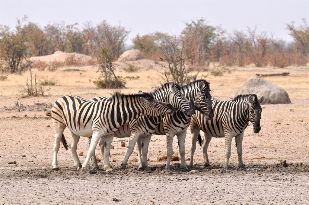 altro gruppo di zebre: notare come sono diverse le strisce