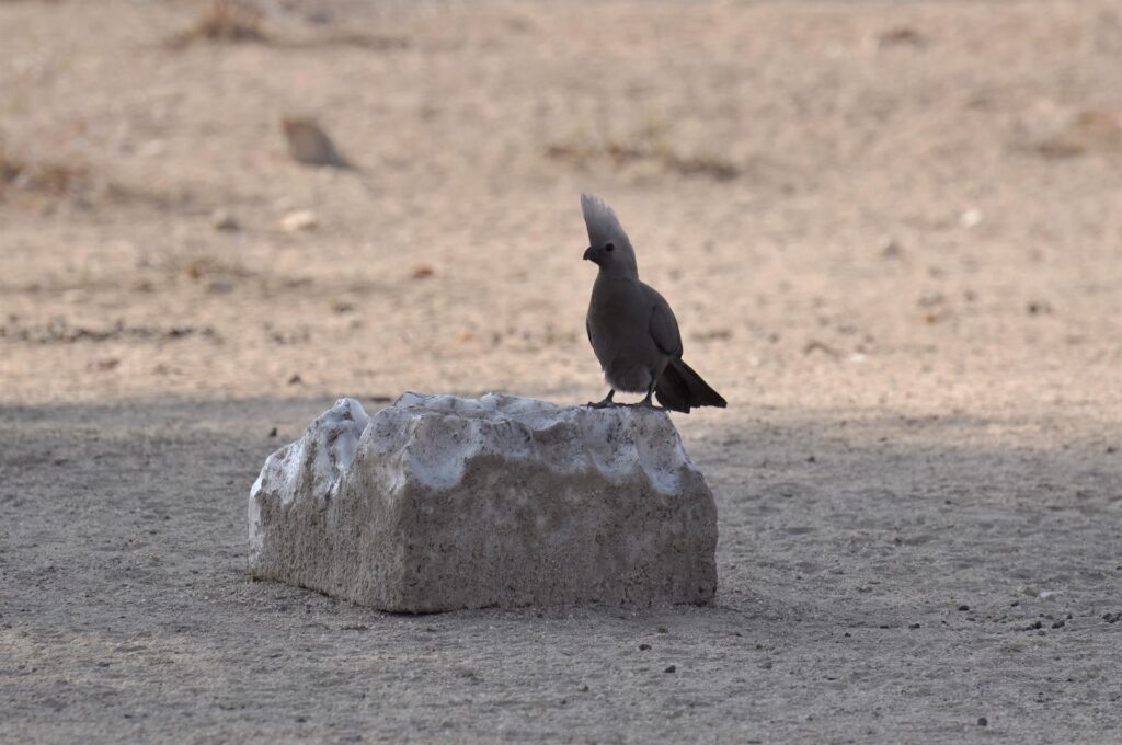 Turaco unicolore: sì, si chiama così!
