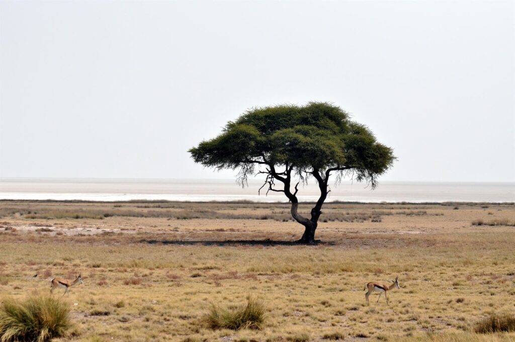 foto da immaginario africano