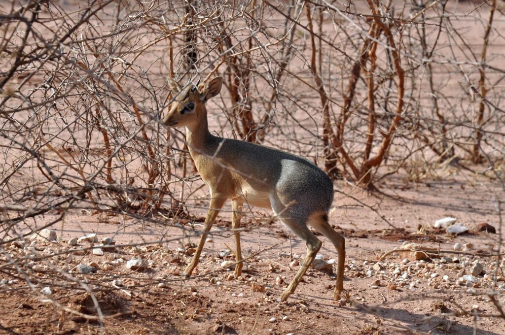 dik-dik di Kirk: una antilope molto piccina