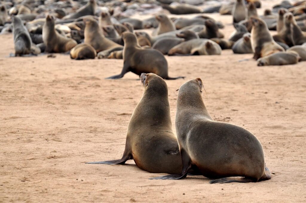 un po&#039; di movimento dai, giusto per raggiungere l&#039;oceano