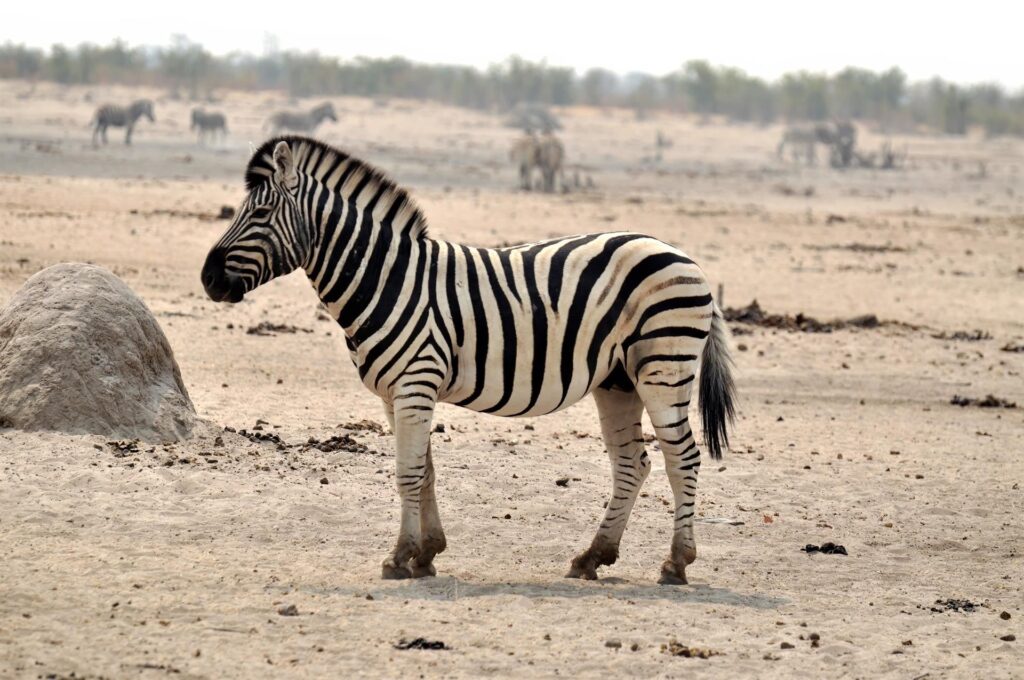 l&#039;eleganza della zebra