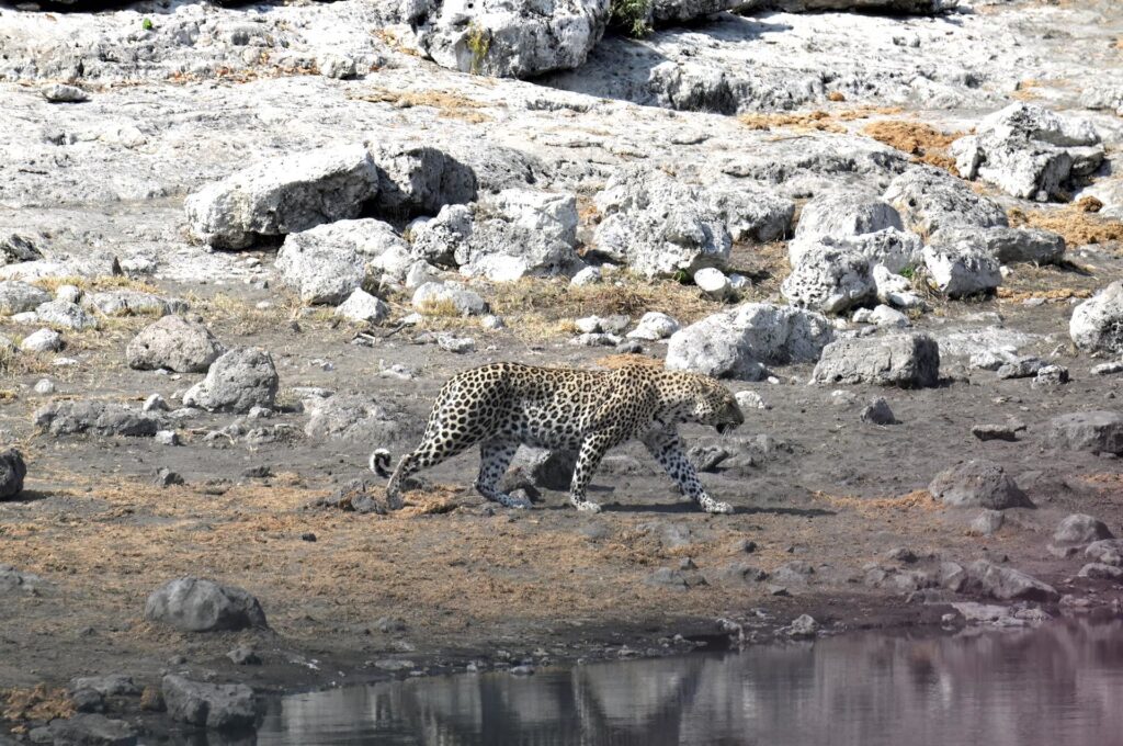 e all&#039;improvviso lui, il leopardo: animale magnifico