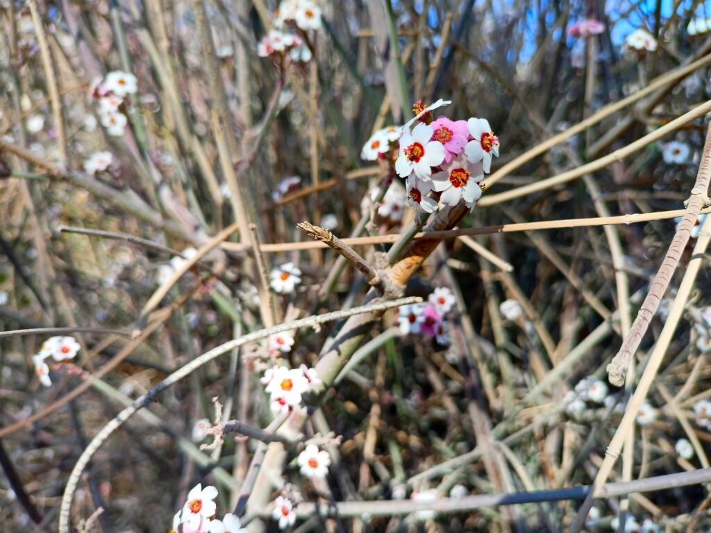 fiori nei rovi