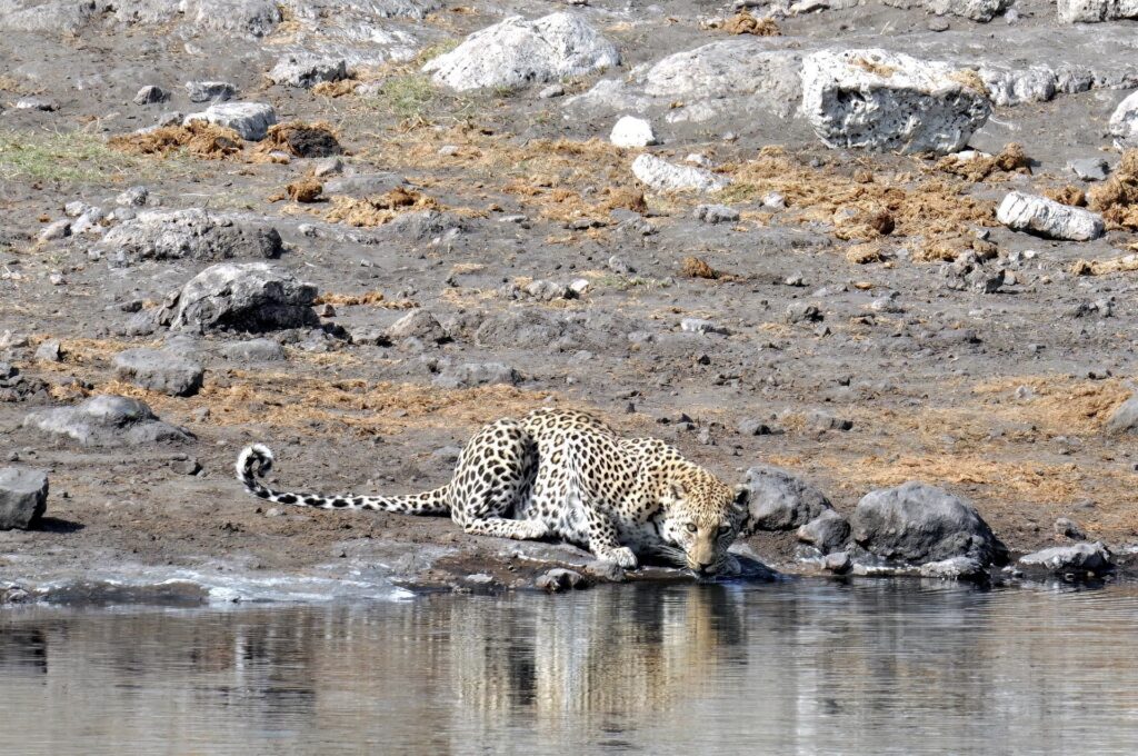 occhi negli occhi con il leopardo