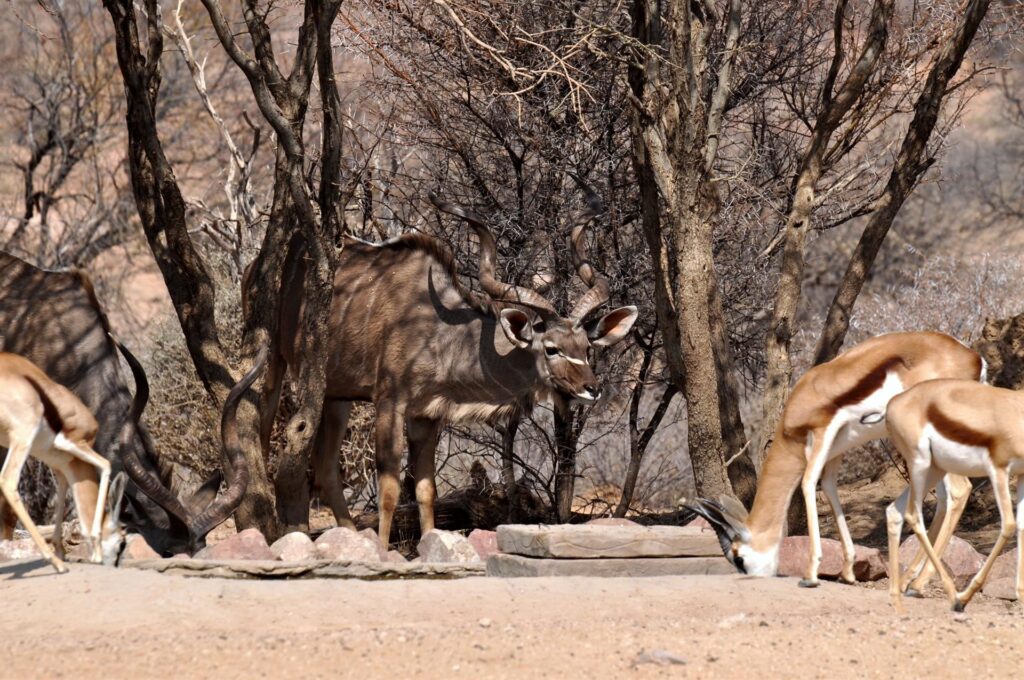 ci sono anche grossi Kudu e le immancabili gazzelle