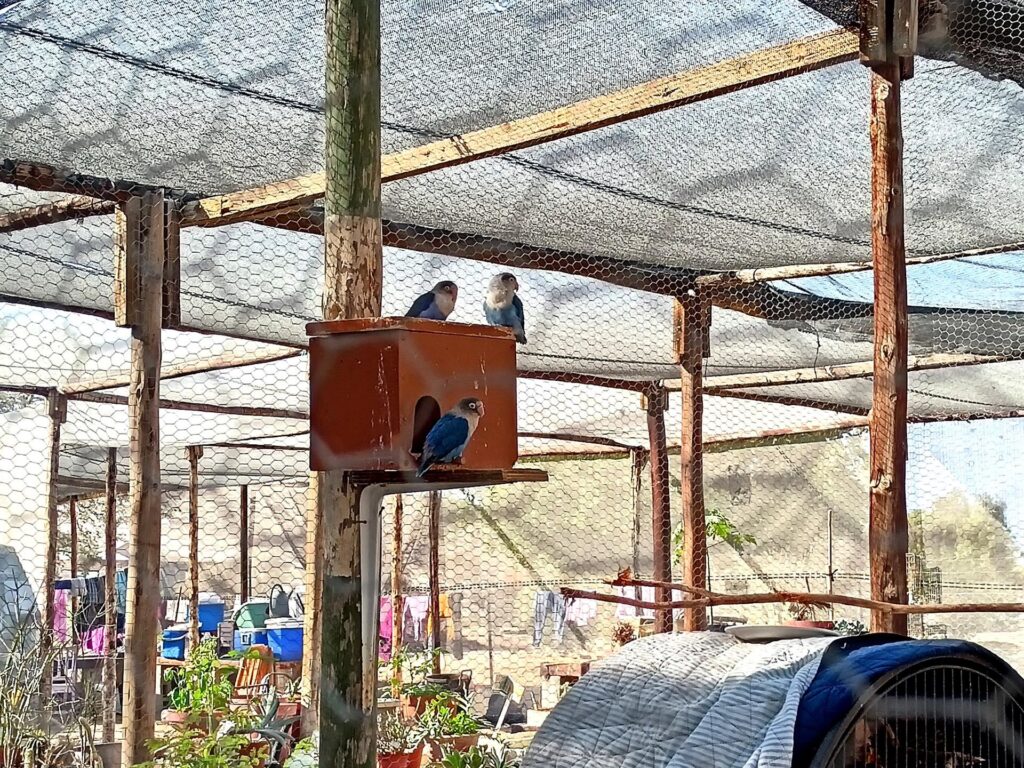presso il Camping di Uis c&#039;è una voliera ed anche un giardino di piante locali curatissimo