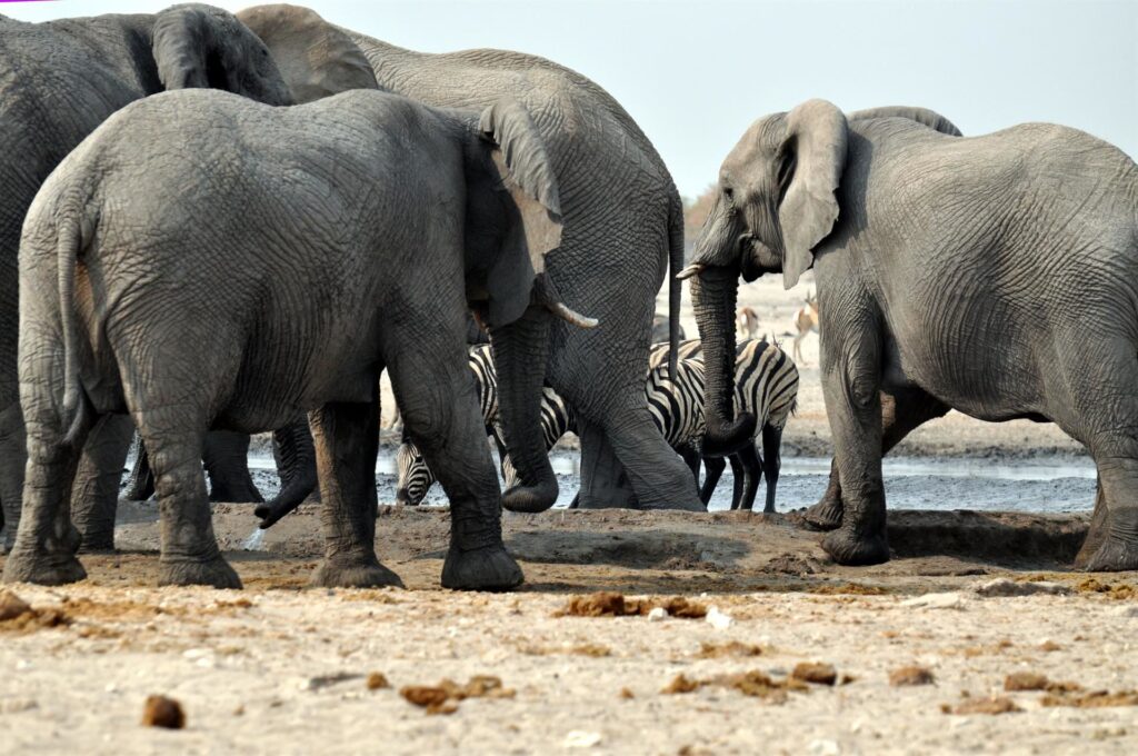 zebre, elefanti, antilopi: se non ci sono predatori sono spesso tutti insieme attorno alle pozze