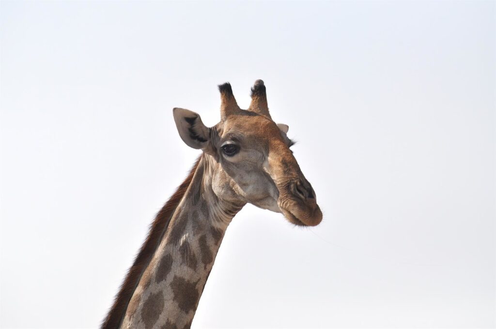 altro muso buffo di giraffa