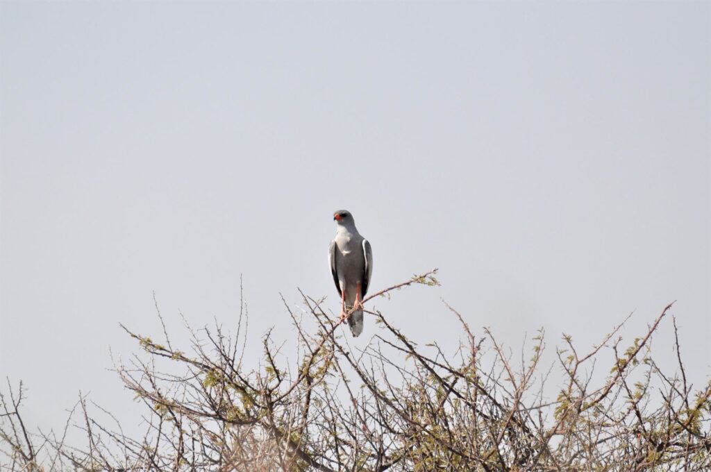 rapace non meglio identificato
