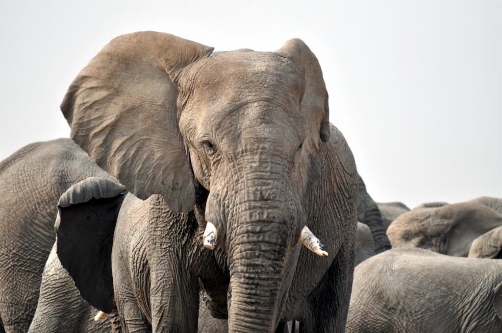 la bellezza di questi animali è indescrivibile
