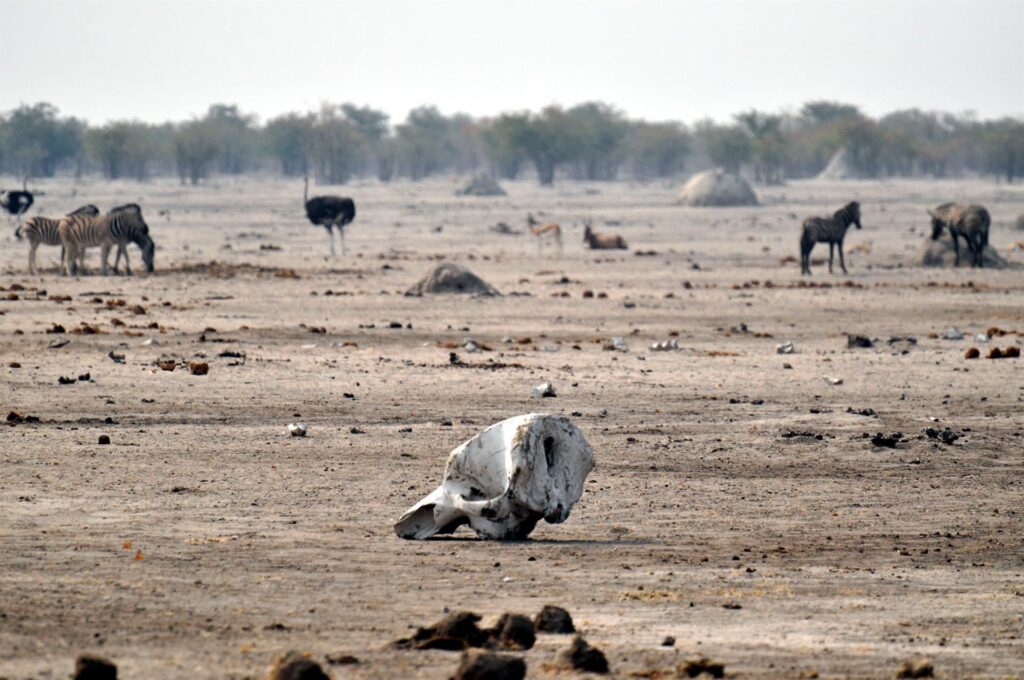 pezzo di scheletro di elefante