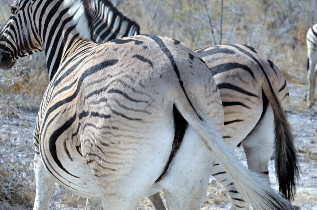 e culi di zebra... tonicissimi!