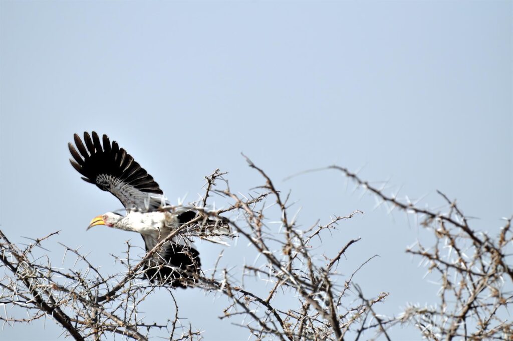 bucero in volo