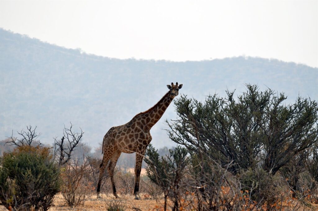 una giraffa intenta a brucare gli alberi