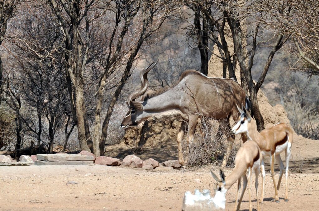 questo kudu ha delle corna incredibili