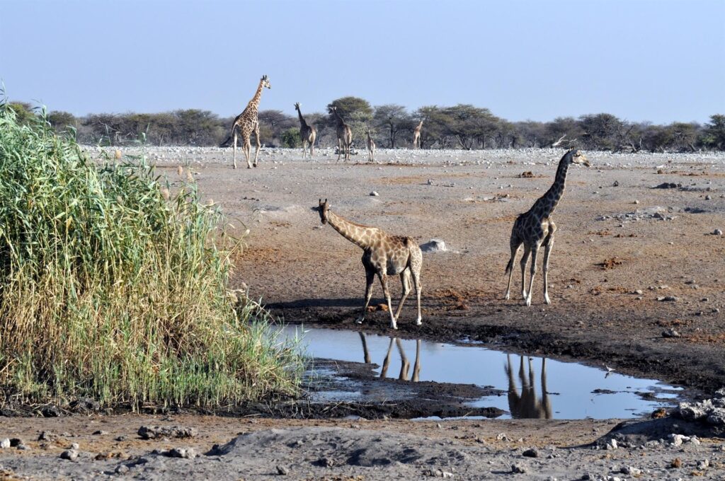 le giraffe alle pozze sono esilaranti