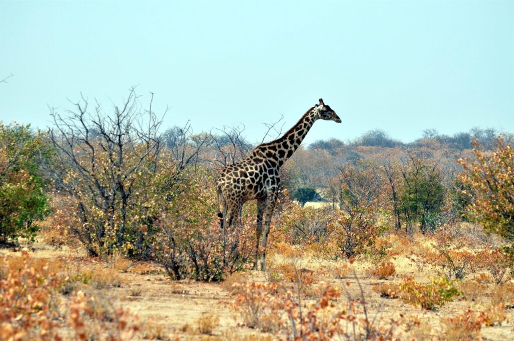 anche i manti delle giraffe sono diversi tra loro: questa ad esempio è particolarmente scura