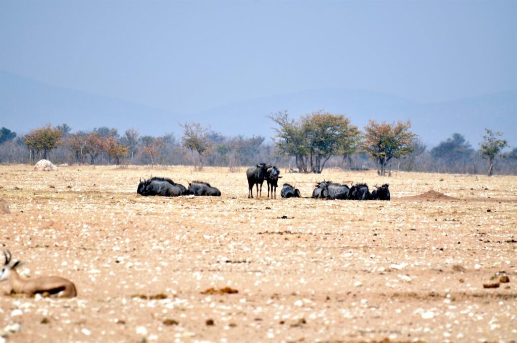 gnu blu: anche questi sono i primi che vediamo