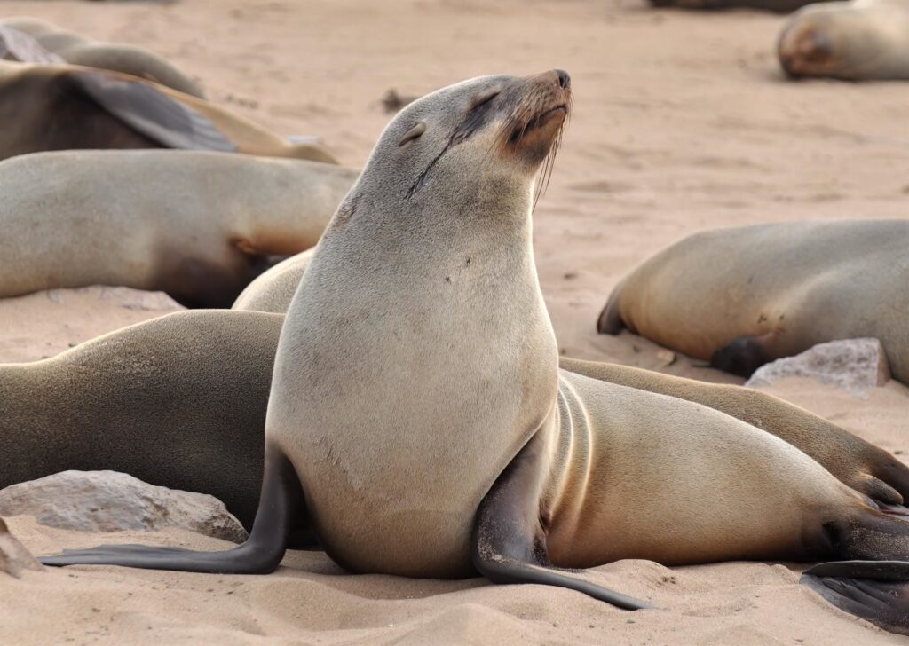 le otarie sono bellissime: contrariamente alle foche la loro pinna caudale e &quot;articolabile&quot; ed hanno le orecchie