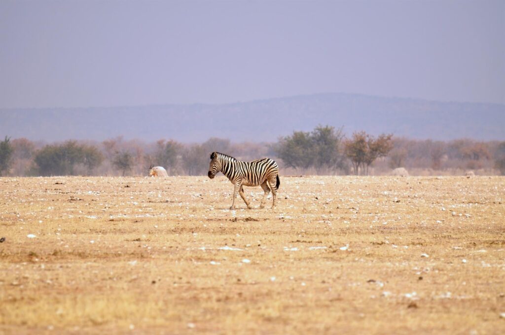 zebra solitaria