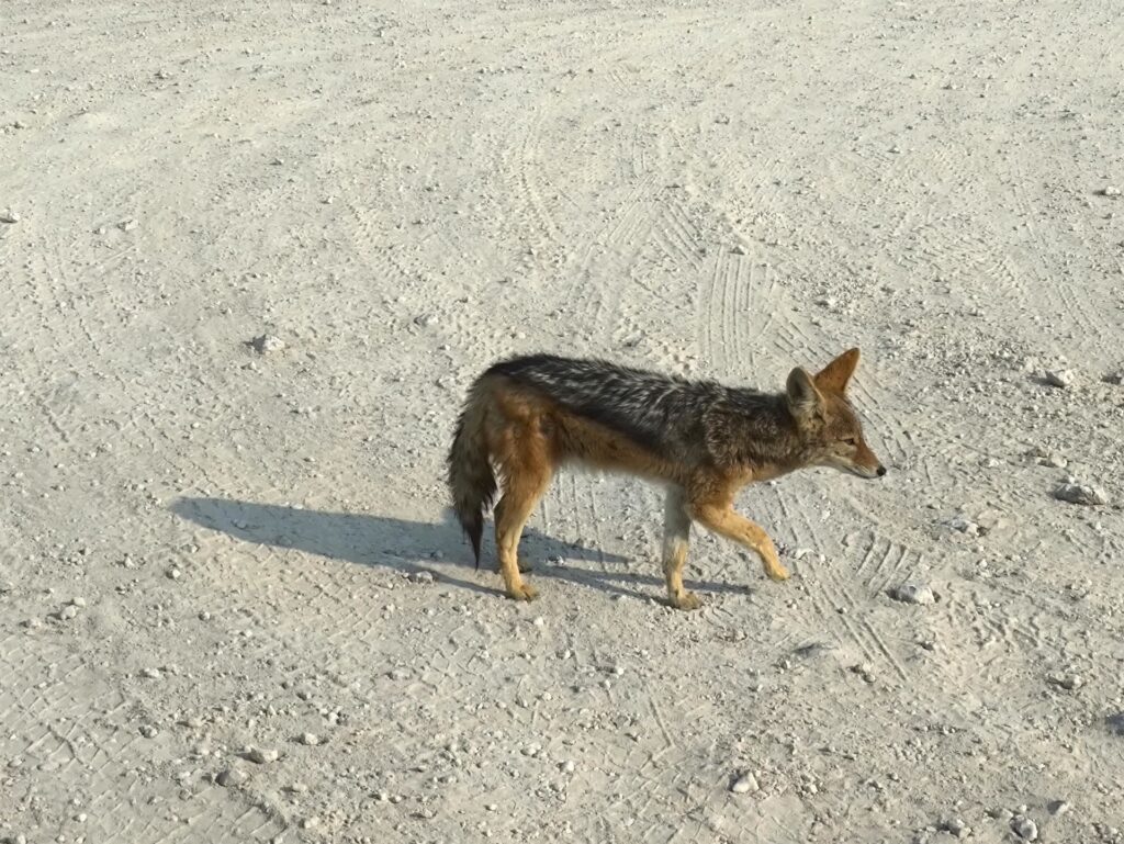 sembra una volpina