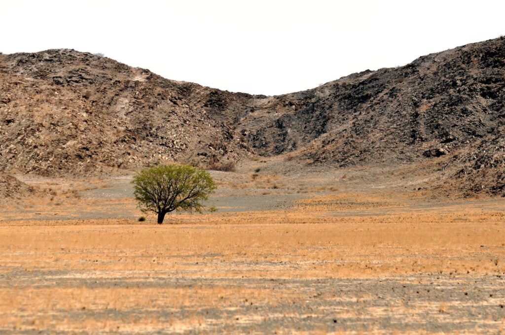 oggi giornata alla guida: gli alberelli africani e la loro solitudine
