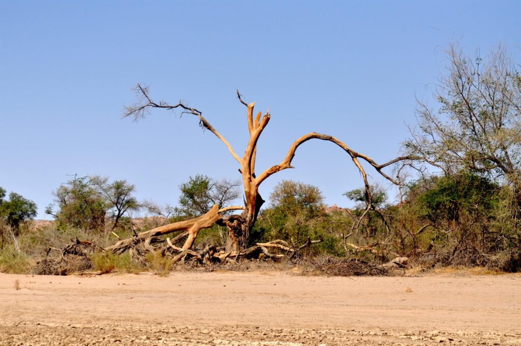 ancora alberi strani, ma vivi