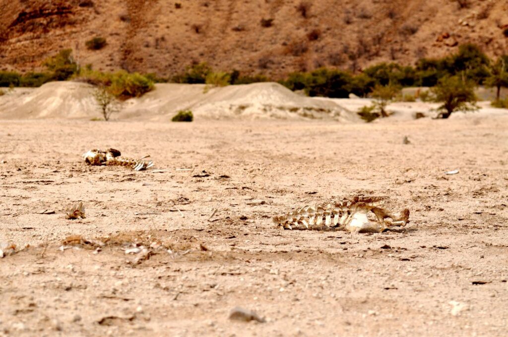 scheletri di non si sa cosa nel deserto