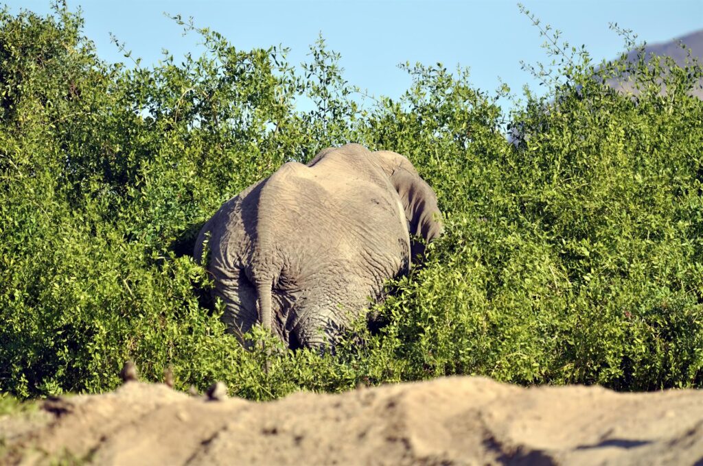 e finalmente lo vediamo, un elefante del deserto che ci volge la sua parte migliore!