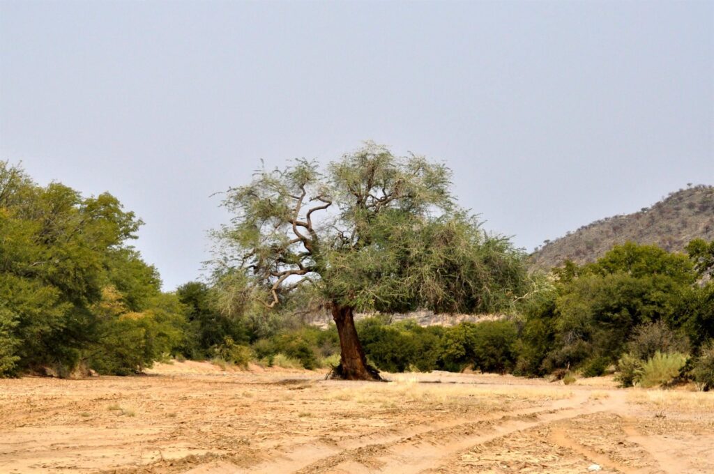 mano a mano che si esce sull&#039;altopiano, in una zona sempre più aperta, la vegetazione cambia