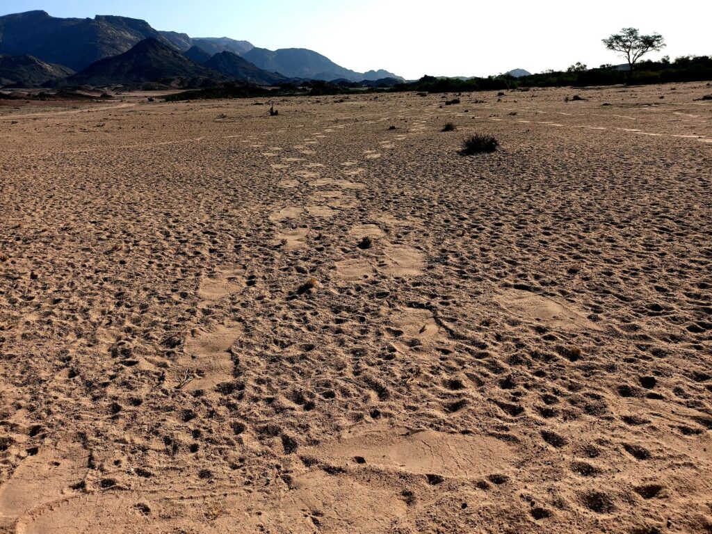 tracce di pachidermi