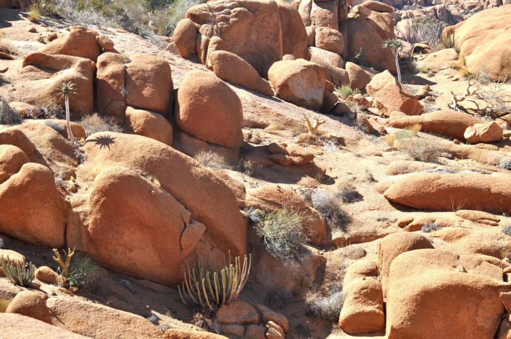 e tra le rocce una vegetazione fatta di cactus e alberelli pazzeschi