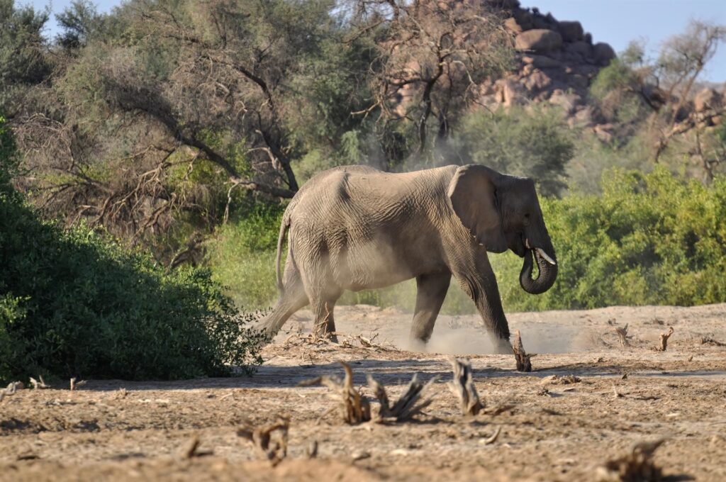 aggiriamo gli arbusti ed eccolo di nuovo: è il nostro primo elefante e siamo emozionati