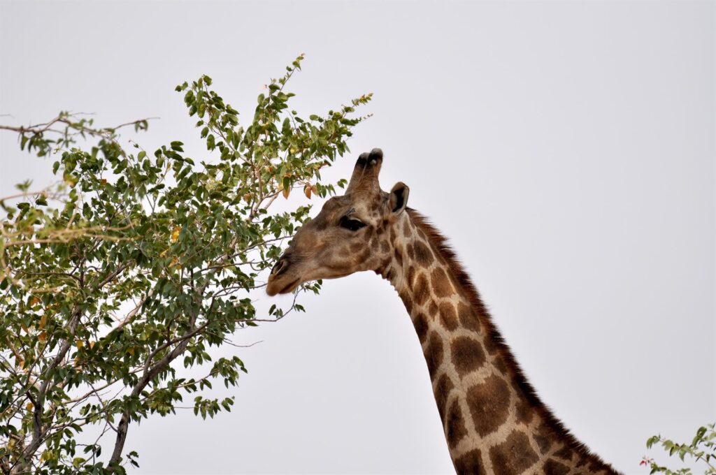 il muso preoccupato della giraffa (avete presente Melman di Madagascar? ecco)