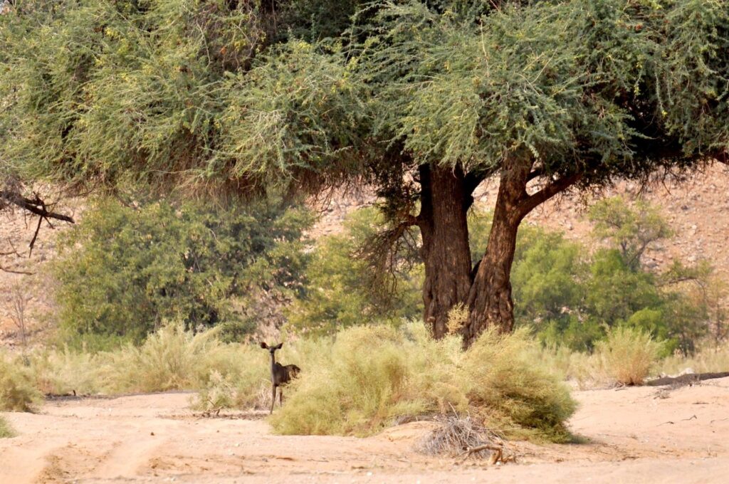 un kudu (una sorta di antilope), difficile da avvistare perchè molto schivo